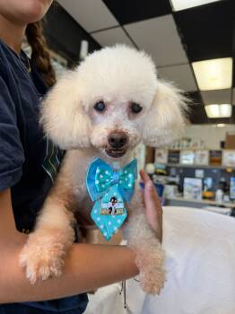 Rescue Poodle Dogs for Adoption in Margate, Florida - Luis | PetCurious