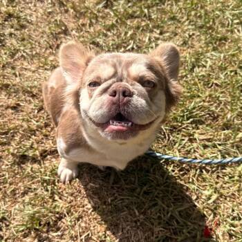 Bella 2560 -  French Bulldog Dog for Adoption in Loxahatchee Groves, Florida - Bella 2560 | PetCurious