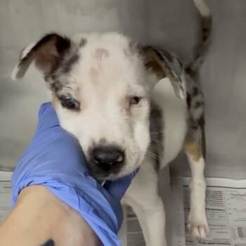 Libby Rae (blind) -  Catahoula Leopard Dog Dog for Adoption in Parrish, Alabama - Libby Rae (blind) | PetCurious