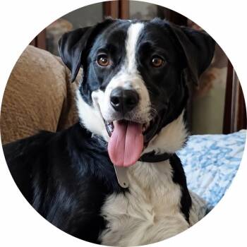 Penny Two -  Border Collie and English Pointer Dog for Adoption in Mount Holly, New Jersey - Penny Two | PetCurious