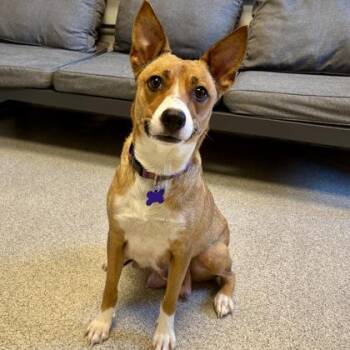 Mixed Breed Dogs Available for Adoption in Lansing, Michigan - Layla | PetCurious