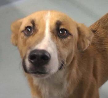 Amina -  Husky and Shepherd Dog for Adoption in Cumming, Georgia - Amina | PetCurious