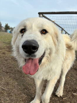 Rescue Great Pyrenees Dogs for Adoption in Hamilton, Montana - Panda | PetCurious