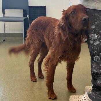 Setter Dogs Available for Adoption - 70535 | PetCurious