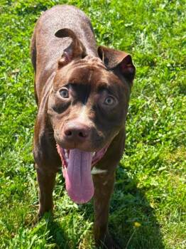 Koda -  Labrador Retriever Dog for Adoption in Rensselaer, Indiana - Koda | PetCurious