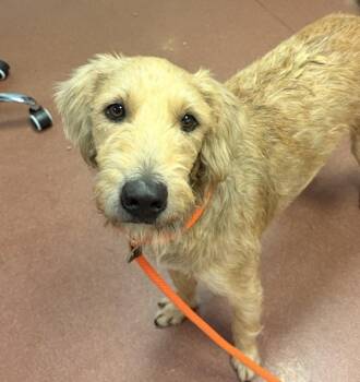 Toby -  Airedale Terrier Dog for Adoption in Dublin, California - Toby | PetCurious