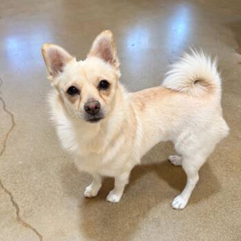 Chihuahua Dogs Available for Adoption in Agoura Hills, California - Paige | PetCurious
