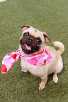 Niblet -  Pug Dog for Adoption in Gardena, California - Niblet | PetCurious