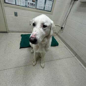 Roma -  Great Pyrenees and Golden Retriever Dog for Adoption in Murray, Utah - Roma | PetCurious