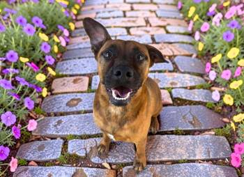 Brady -  Shepherd and Boxer Dog for Adoption in Sebastian, Florida - Brady | PetCurious