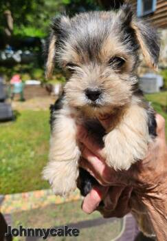 Yorkshire Terrier and Terrier Dogs Available for Adoption in Ellijay, Georgia - Jonnycake | PetCurious