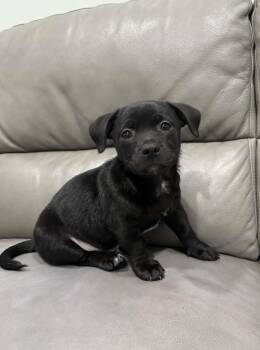 Mixed Breed Dogs Available for Adoption in Sault Ste. Marie, Michigan - Ernie | PetCurious