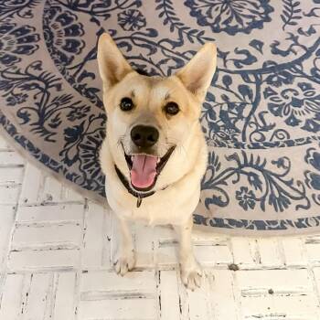 Shepherd and Husky Dogs Available for Adoption in Houston, Texas - Duke | PetCurious