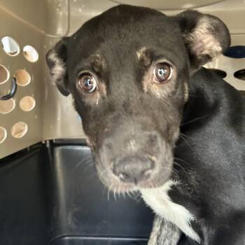 INDI -  Shepherd and Husky Dog for Adoption in Richmond, California - INDI | PetCurious