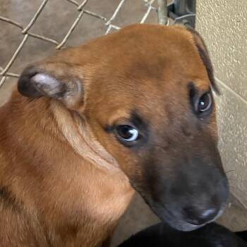 Wasabi -  Hound Dog for Adoption in Bronson, Florida - Wasabi | PetCurious