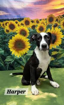 Harper -  Pit Bull Terrier Dog for Adoption in Urbana, Ohio - Harper | PetCurious