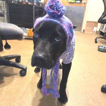 Mixed Breed Dogs Available for Adoption - Lumi | PetCurious