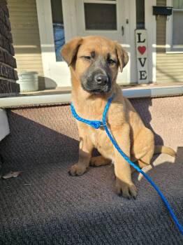 German Shepherd Dog Dogs Available for Adoption - Suburban | PetCurious