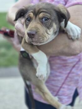 Labrador Retriever and Pit Bull Terrier Dogs Available for Adoption - Pen 218 Sienna | PetCurious