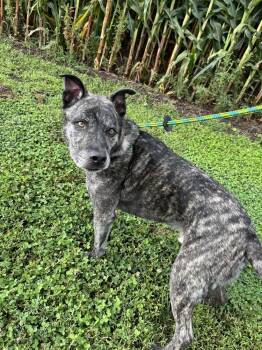 Rescue German Shepherd Dog and Akita Dogs for Adoption in Papillion, Nebraska - Ritz | PetCurious