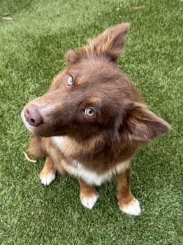 Border Collie Dogs Available for Adoption in Cypress, California - Zooey | PetCurious
