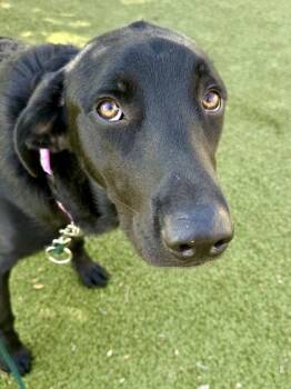 Luke Skybarker -  Mixed Breed Dog for Adoption in Wichita, Kansas - Luke Skybarker | PetCurious