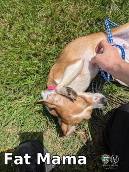 Fat Mama -  Chihuahua Dog for Adoption in Rocky Mount, North Carolina - Fat Mama | PetCurious