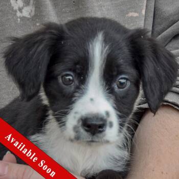 Lamby -  Poodle and Wirehaired Terrier Dog for Adoption in Huntley, Illinois - Lamby | PetCurious
