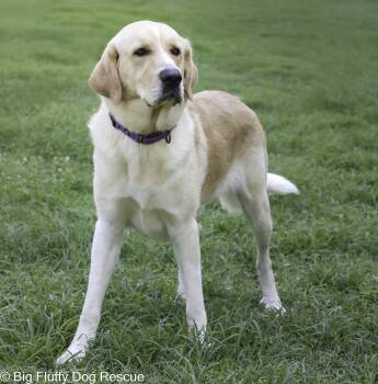 Rescue Great Pyrenees and Yellow Labrador Retriever Dogs for Adoption in Nashville, Tennessee - Koda | PetCurious