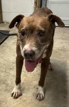 Grammie -  Labrador Retriever and Mixed Breed Dog for Adoption in Gainesville, Florida - Grammie | PetCurious