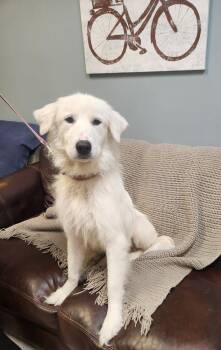 Rescue Great Pyrenees Dogs for Adoption in Lexington, Tennessee - SOPHIE | PetCurious