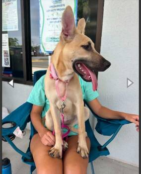 LULU -  German Shepherd Dog Dog for Adoption in Thompson, Pennsylvania - LULU | PetCurious