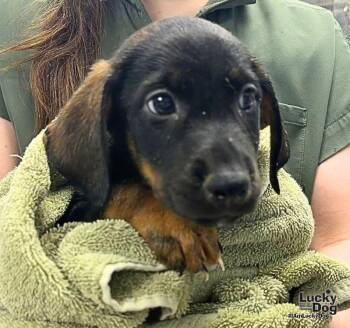 Ernest -  Labrador Retriever and Shepherd Dog for Adoption in Washington, District Of Columbia - Ernest | PetCurious