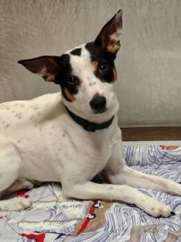 Rat Terrier and Mixed Breed Dogs Available for Adoption - McFlurry | PetCurious