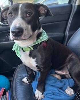 Rescue Basset Hound Dogs for Adoption in Little Rock, Arkansas - Danny DeVito | PetCurious