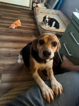 Fannie -  Beagle Dog for Adoption in Media, Pennsylvania - Fannie | PetCurious