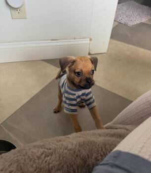 Rescue Pug Dogs for Adoption in Copiague, New York - Milo | PetCurious
