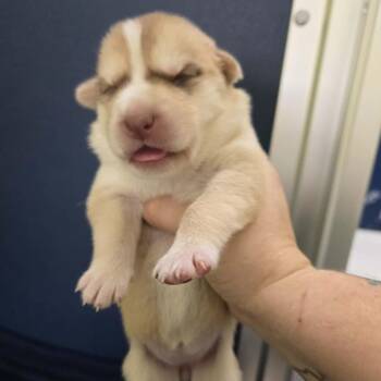 Husky Dogs Available for Adoption in Newport, Tennessee - Dogwood | PetCurious