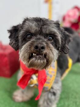 Havanese and Lhasa Apso Dogs Available for Adoption - Diego | PetCurious
