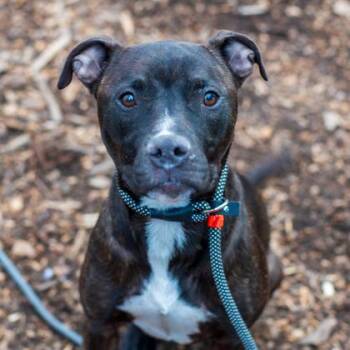 Mixed Breed Dogs Available for Adoption in Chamblee, Georgia - Mariah - IN FOSTER | PetCurious