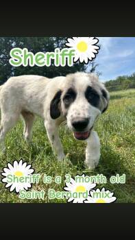Great Pyrenees and Saint Bernard Dogs Available for Adoption - Sheriff  | PetCurious
