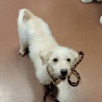 Poodle Dogs Available for Adoption in Oakland, California - Shine | PetCurious