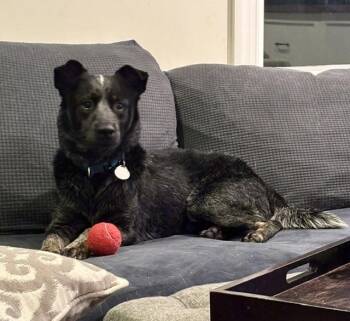 Maximus -  Australian Cattle Dog Blue Heeler Dog for Adoption in Manassas, Virginia - Maximus | PetCurious