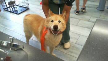 DON -  Siberian Husky and Chow Chow Dog for Adoption in Charlotte, North Carolina - DON | PetCurious