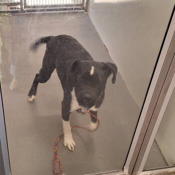 Rescue Terrier Dogs for Adoption in Montgomery, Alabama - Mark | PetCurious