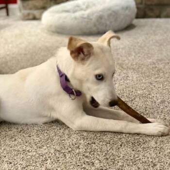 Mixed Breed Dogs Available for Adoption in Fredericksburg, Virginia - Yvette | PetCurious