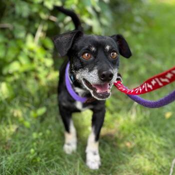 Ace -  Chihuahua and Dachshund Dog for Adoption in Wantagh, New York - Ace | PetCurious