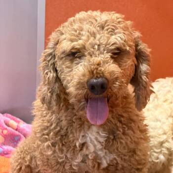 Calvin - Missouri (JY26-45) -  Poodle Dog for Adoption in Peyton, Colorado - Calvin - Missouri (JY26-45) | PetCurious
