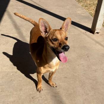 Rescue Chihuahua Dogs for Adoption in Laredo, Texas - Scooby | PetCurious