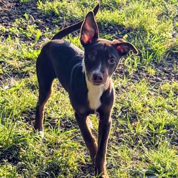 Beagle and Miniature Pinscher Dogs Available for Adoption in Andover, Massachusetts - Gus Power - Local Pup | PetCurious